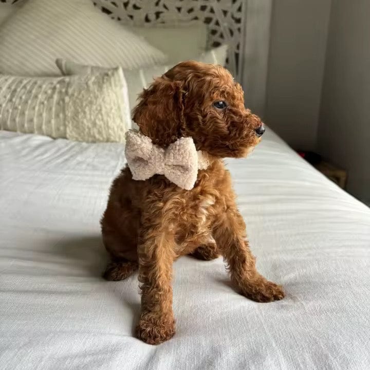 Beige Teddy Set
